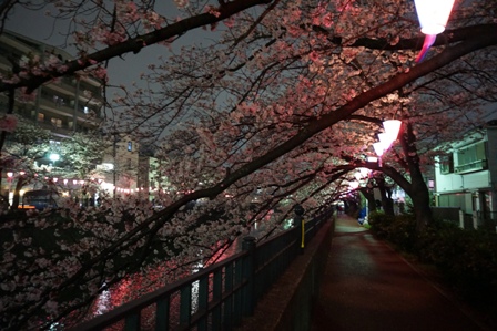 夜桜１.jpg