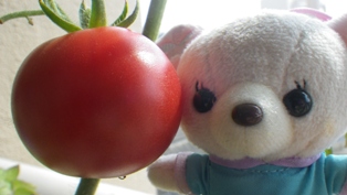 girly-tomato.jpg